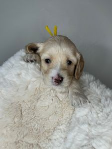 Yellow Girl Born 5/24